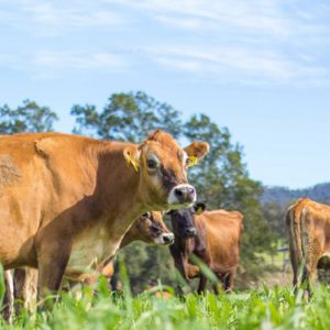 Jersey cows